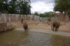 Afrikanischer-Elefant-Zoo-in-Halle-2012-120826-120826-DSC_0610.jpg