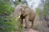 Suedafrika-Tiere-Elefant-130211-sxc-only-stand-rest-151527_5688.jpg