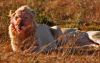 Suedafrika-Tiere-Loewen-130211-sxc-only-stand-rest-1135335_45308714.jpg