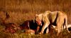 Suedafrika-Tiere-Loewen-130211-sxc-only-stand-rest-1135336_51713001.jpg