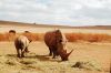 Suedafrika-Tiere-Nashoerner-130211-sxc-only-stand-rest-1320099_63494674.jpg