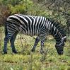 Suedafrika-Tiere-Zebra-130212-sxc-only-stand-rest-24306_1747.jpg