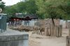 Afrikanischer-Elefant-Zoo-in-Halle-2012-120826-120826-DSC_0588.jpg