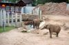 Afrikanischer-Elefant-Zoo-in-Halle-2012-120826-120826-DSC_0589.jpg