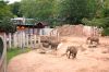 Afrikanischer-Elefant-Zoo-in-Halle-2012-120826-120826-DSC_0590.jpg