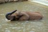Afrikanischer-Elefant-Zoo-in-Halle-2012-120826-120826-DSC_0591.jpg