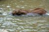 Afrikanischer-Elefant-Zoo-in-Halle-2012-120826-120826-DSC_0592.jpg