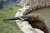 Afrikanischer-Elefant-Zoo-in-Halle-2012-120826-120826-DSC_0594.jpg