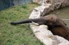 Afrikanischer-Elefant-Zoo-in-Halle-2012-120826-120826-DSC_0595.jpg