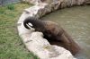 Afrikanischer-Elefant-Zoo-in-Halle-2012-120826-120826-DSC_0596.jpg