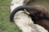 Afrikanischer-Elefant-Zoo-in-Halle-2012-120826-120826-DSC_0597.jpg