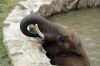 Afrikanischer-Elefant-Zoo-in-Halle-2012-120826-120826-DSC_0598.jpg