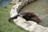 Afrikanischer-Elefant-Zoo-in-Halle-2012-120826-120826-DSC_0599.jpg