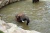 Afrikanischer-Elefant-Zoo-in-Halle-2012-120826-120826-DSC_0600.jpg