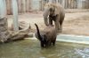 Afrikanischer-Elefant-Zoo-in-Halle-2012-120826-120826-DSC_0601.jpg