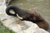 Afrikanischer-Elefant-Zoo-in-Halle-2012-120826-120826-DSC_0602.jpg