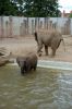 Afrikanischer-Elefant-Zoo-in-Halle-2012-120826-120826-DSC_0603.jpg