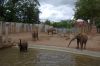 Afrikanischer-Elefant-Zoo-in-Halle-2012-120826-120826-DSC_0604.jpg