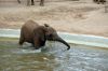 Afrikanischer-Elefant-Zoo-in-Halle-2012-120826-120826-DSC_0605.jpg