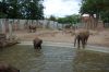 Afrikanischer-Elefant-Zoo-in-Halle-2012-120826-120826-DSC_0606.jpg