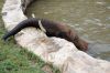 Afrikanischer-Elefant-Zoo-in-Halle-2012-120826-120826-DSC_0607.jpg