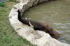 Afrikanischer-Elefant-Zoo-in-Halle-2012-120826-120826-DSC_0609.jpg