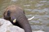 Afrikanischer-Elefant-Zoo-in-Halle-2012-120826-120826-DSC_0611.jpg