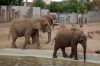 Afrikanischer-Elefant-Zoo-in-Halle-2012-120826-120826-DSC_0614.jpg