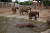 Afrikanischer-Elefant-Zoo-in-Halle-2012-120826-120826-DSC_0615.jpg