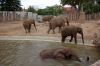 Afrikanischer-Elefant-Zoo-in-Halle-2012-120826-120826-DSC_0616.jpg