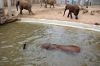 Afrikanischer-Elefant-Zoo-in-Halle-2012-120826-120826-DSC_0617.jpg