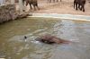 Afrikanischer-Elefant-Zoo-in-Halle-2012-120826-120826-DSC_0618.jpg