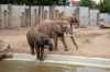 Afrikanischer-Elefant-Zoo-in-Halle-2012-120826-120826-DSC_0619.jpg