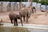Afrikanischer-Elefant-Zoo-in-Halle-2012-120826-120826-DSC_0620.jpg