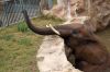 Afrikanischer-Elefant-Zoo-in-Halle-2012-120826-120826-DSC_0621.jpg