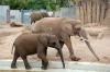 Afrikanischer-Elefant-Zoo-in-Halle-2012-120826-120826-DSC_0622.jpg