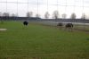 Strausse-Straussenhof-Johannsen-Winsen-2016-130421-DSC_0058.jpg